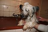 BAIN - SKYE TERRIER 082